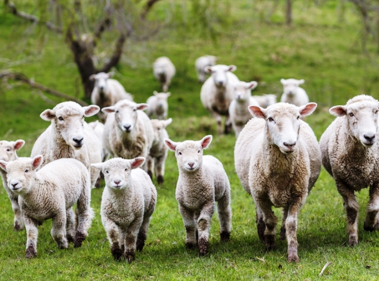 AGRICOLTURA, Consorzi dell’agnello Igp e del carciofo spinoso Dop insieme in Svizzera per promuovere le due eccellenze