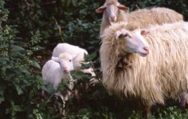 IL GIARDINIERE, Lo scandalo degli agnelli sardi: una giungla di speculazioni incrociate