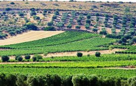 AGRICOLTURA, La Regione avvia il monitoraggio del territorio per tutelare le colture
