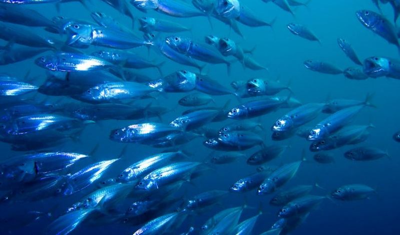 PESCA, “Pesce nella rete”, un progetto per lo sviluppo della filiera dell’acquacoltura in Sardegna