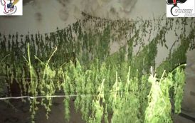 ARZANA, Abitazione diroccata come laboratorio di lavorazione della cannabis: quattro arresti