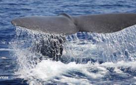 LA MADDALENA, Raccolta fondi per salvare cetacei a Caprera nel nome di Folco Quilici