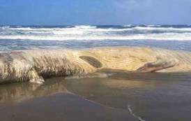 La carcassa della balena spiaggiata paradigma di una Sardegna arenata (Biancamaria Balata)