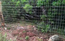 BAUNEI, Altopiano del Golgo: recinzione nei terreni a uso civico provoca danni alla fauna selvatica