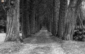 STINTINO, Una passeggiata letteraria tra boschi e foreste con il libro di Giambattista Fressura