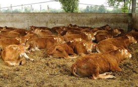 ALLEVAMENTO, Bovini da carne: aumentato fondo 2019 per bando acquisto riproduttori