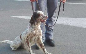 CAGLIARI, Un cane si incastra in una recinzione: salvato dall’intervento di due agenti di Polizia