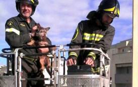 CAGLIARI, Cagnolino sul parapetto di uno stabile in via Isonzo: salvato dai Vigili del Fuoco