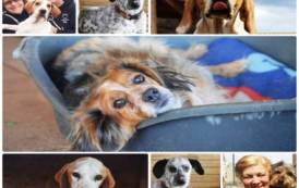 GONNOSFANADIGA, Appello dal rifugio per cani: “Aiutate i nostri 300 ospiti” 