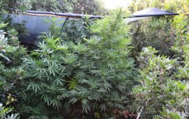 CALASETTA, Coltivava cannabis in due case: arrestato 56enne