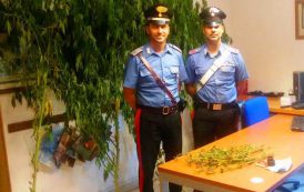 BARISARDO, Sorpreso in campagna mentre coltivava una pianta di marijuana alta 3 metri: arrestato 47enne