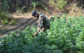 OLIENA, Coltivava 500 piante di cannabis: arrestato operaio forestale olianese