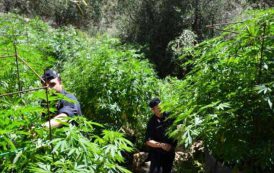 SINNAI,  Scoperta piantagione di marijuana in un pascolo per capre: arrestato allevatore 60enne