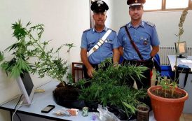 TORTOLI’, Coltivava canapa indiana in casa: arrestato 46enne