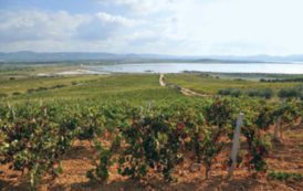 SULCIS, Strade del vino. Locci (FI): “La Regione assicuri il sostegno ai progetti di promozione”
