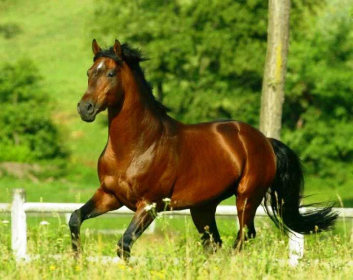 IPPICA, Società ippiche di 11 paesi unite per la valorizzazione del cavallo anglo arabo sardo