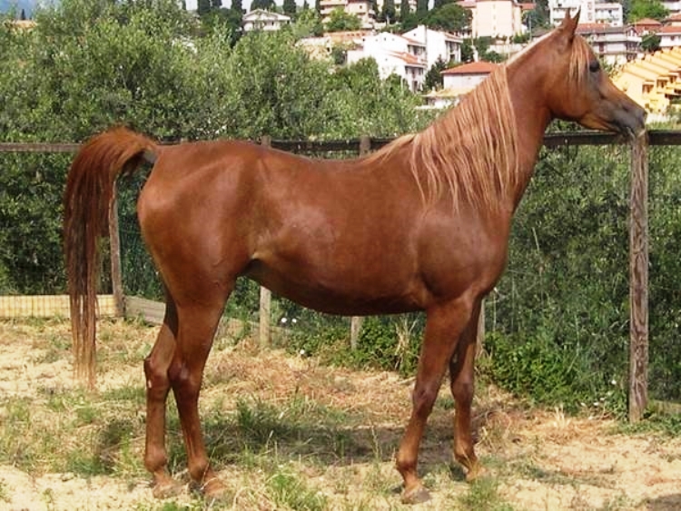 ALLEVAMENTO, Accordo di programma tra Coldiretti e Airvaas per valorizzare il cavallo anglo arabo sardo