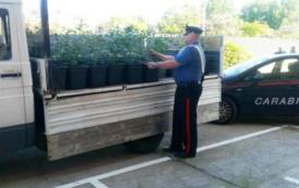 ELMAS, Scoperta piantagione in casa con 50 piante di marijuana: quattro arresti (VIDEO)