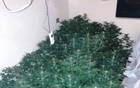 SELARGIUS, Coltivava marijuana in casa: arrestato pregiudicato 30enne