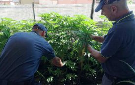 OLBIA, Coltivava marijuana in un appartamento del centro: arrestato 40enne argentino