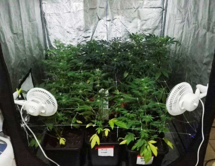 FLORINAS, Sequestrata piantagione di marijuana ed arrestato il coltivatore: un 28enne incensurato