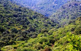 FORESTAS, Le critiche del centrodestra alla riforma dell’Ente foreste: “Penalizza lavoratori ed Enti locali”