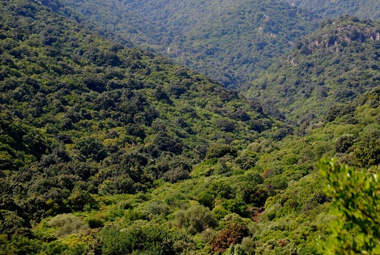 REGIONE, Locci (FI): “Ente Foreste utilizza soldi dei Sardi per organizzare convegni inutili”