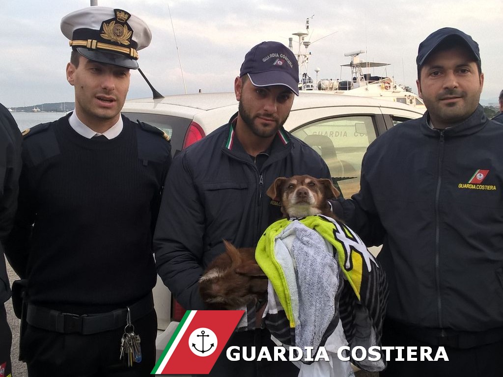 OLBIA, Guardia Costiera salva un cane randagio caduto in mare nel porto