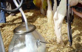 VERTENZA LATTE, Dopo ‘Decreto emergenze’ per latte ovicaprino, accordo sul prezzo: 74 centesimi al litro