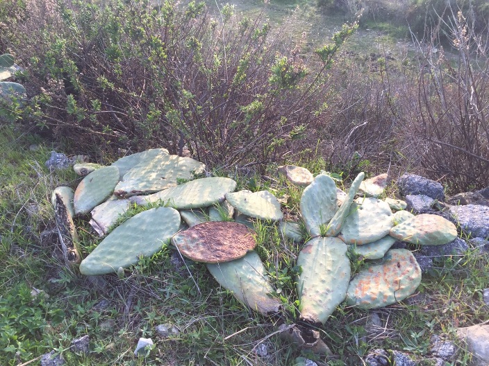 GERGEI, Raid contro il centro del volontariato a Su Piroi: distrutte 900 piante di fichi d’india