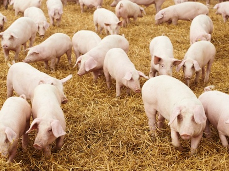 EXPO 2015, Assessore Falchi contro blocco della movimentazione:  “Porcetto sardo termizzato non sia Cenerentola delle carni mondiali”