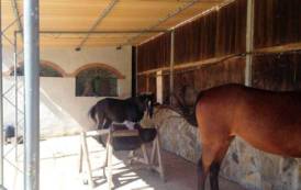 ARBUS, Nasce “Is Arenas attività equestri”: progetto di reinserimento lavorativo dei detenuti