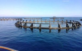 MARICOLTURA, Rubiu (Udc): “Manca la carta regionale, strumento per il rilancio del settore ittico”