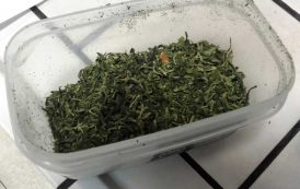 QUARTU SANT’ELENA, Coltivava piante di marijuana: arrestato pregiudicato 26enne