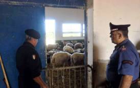 CARBONIA, Due allevamenti ovino e suino controllati: allevatore denunciato e medicinali sequestrati