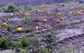SASSARI, Coppia sassarese denunciata: rubava meloni dal campo dell’Istituto Agrario