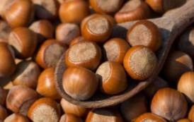 AGRICOLTURA, Produzione di nocciole per l’industria dolciaria: occasione per costruire filiere sarde