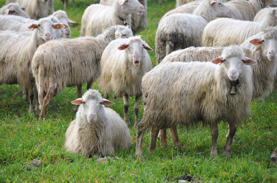 LINGUA BLU, Scomparso il sierotipo 4. Assessore Arru: “Facilitata l’esportazione di ovini e bovini”