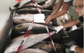 SINISCOLA, Non registra il pescato sul giornale di pesca elettronico: sequestrati 800 chili di prodotto ittico