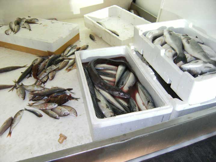 MONASTIR, Sequestrato pesce in pessime condizioni destinato al Mercato Ittico di Cagliari