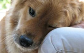 SANITÀ, Pet therapy cura ufficiale in Sardegna: benefici per pazienti e famiglie ed opportunità di lavoro