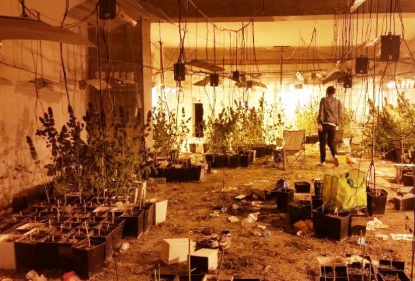 GONNESA, Arrestati otto cagliaritani che coltivavano 1.650 piante di cannabis in 800 mq. Sequestrate tre pistole e un fucile