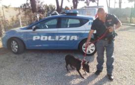 CAGLIARI, Abbandona il cane in auto sotto il sole: denunciata una donna