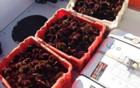 CAPOTERRA, Sequestrati 1.500 ricci di mare pescati a Frutti d’Oro: sanzionati due pescatori