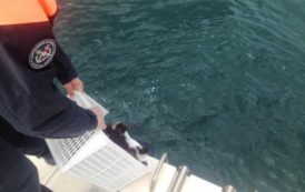 OLBIA, Trasportava 3 chili di ricci inferiori alla taglia minima: 1.000 euro di multa al pescatore