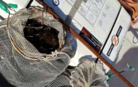 CAGLIARI, Sanzionati due pescatori abusivi di ricci di mare: sequestrati 500 esemplari