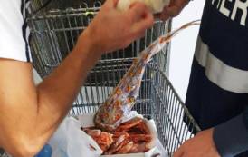 GALLURA, Sequestrati oltre 100 chili di prodotto ittico non tracciato in due ristoranti ad Olbia e San Teodoro