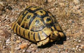 OLBIA, Trasportava illegalmente un esemplare protetto di tartaruga: denunciato all’imbarco per Civitavecchia