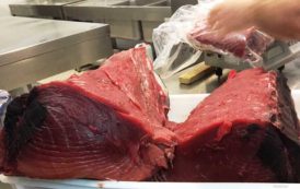 PESCA, Sardegna ancora esclusa dal decreto sul tonno rosso. Lai (PD): “La Regione tuteli i pescatori”