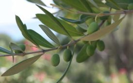 VATICANO, Domenica delle palme: 20 quintali di ramoscelli d’olivo offerti dalla Sardegna